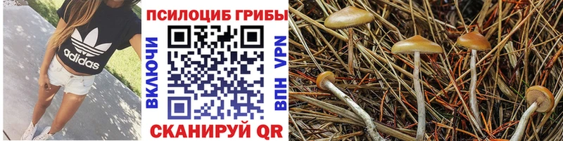 Псилоцибиновые грибы Psilocybine cubensis купить наркотики цена Закаменск